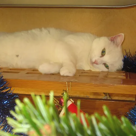 Maison Durante 4* ニース