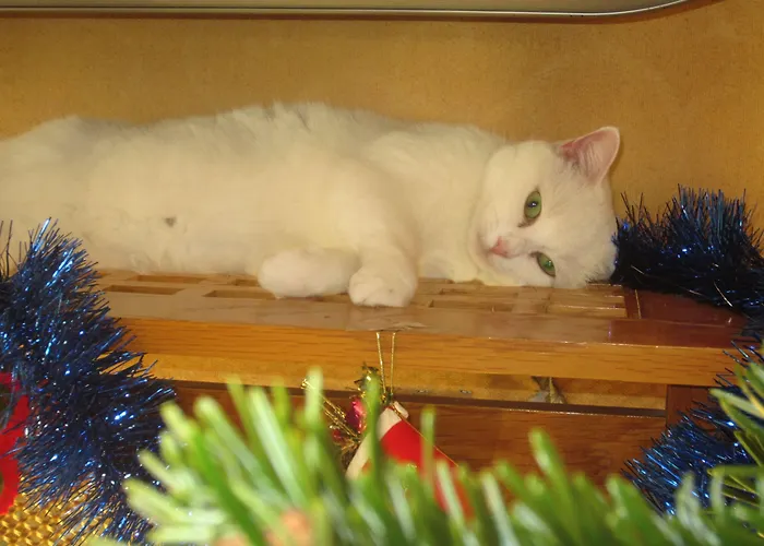 Maison Durante 4* Nice